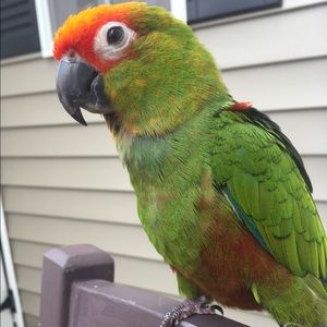 Meet your Posher, Shaharoon